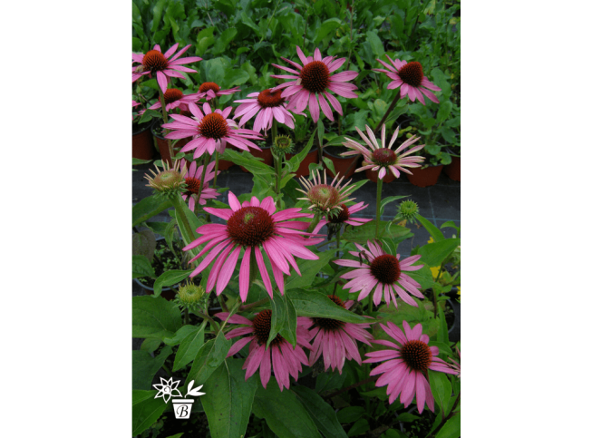 Echinacea purpurea   'Feeling Pink'